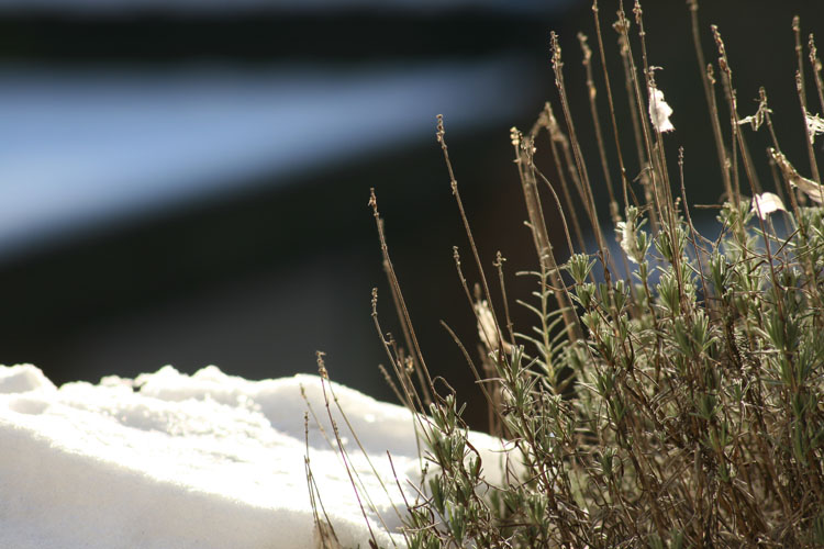 Visions hivernales